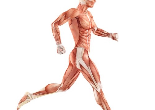 running-muscles-500x357