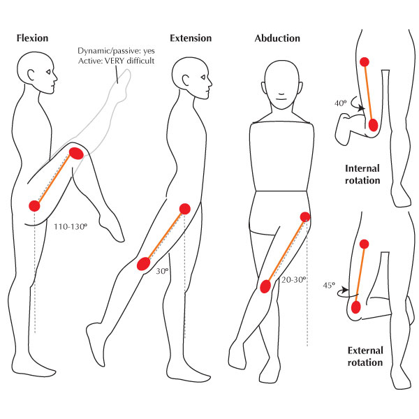 The Knee Hip Connection Muscles And Movement