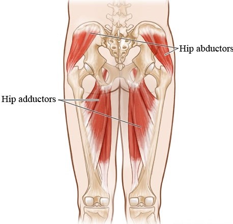 Image result for abductors and adductors of hip