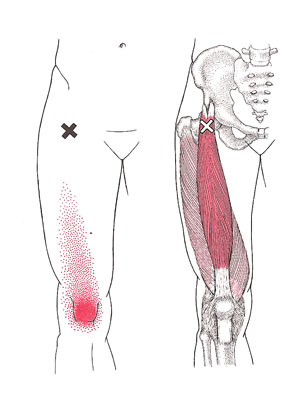 The Knee-Hip Connection: Muscles and movement