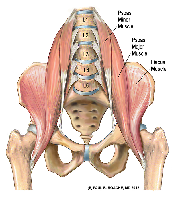 Anatomy Hip Muscles Diagram Dog Hip Anatomy MAMC Anatomy Hip Muscles Diagram Dog Hip Anatomy MAMC